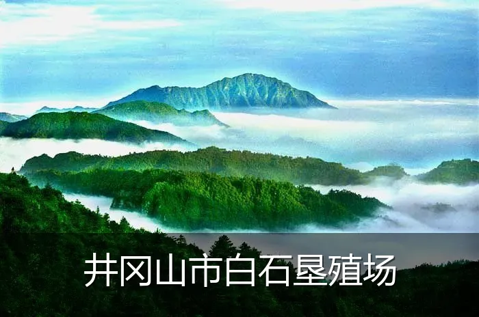 井冈山市白石垦殖场